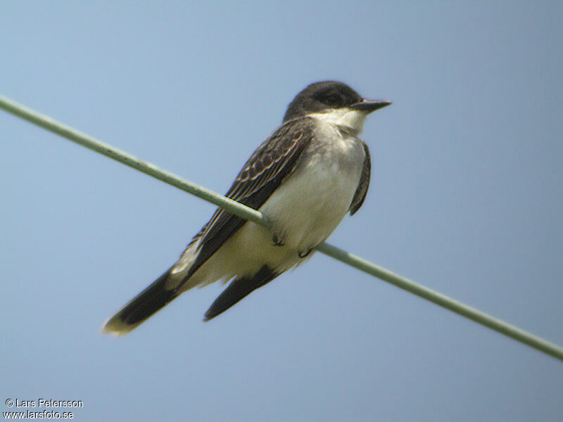 Eastern Kingbird