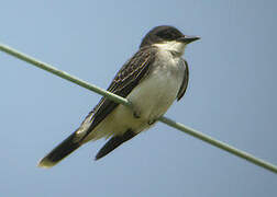 Eastern Kingbird