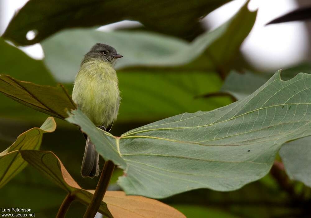 Red-billed Tyrannuletadult