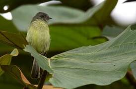 Red-billed Tyrannulet