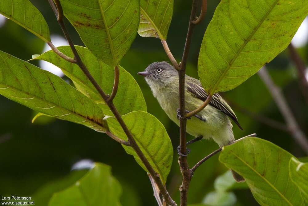 Red-billed Tyrannuletadult