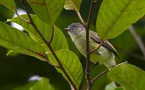 Red-billed Tyrannulet