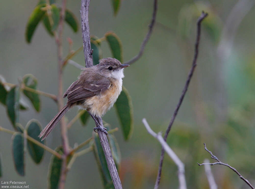 Rufous-sided Pygmy Tyrantadult, identification