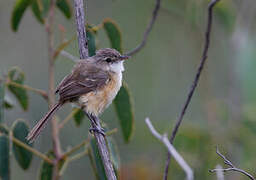 Rufous-sided Scrub Tyrant