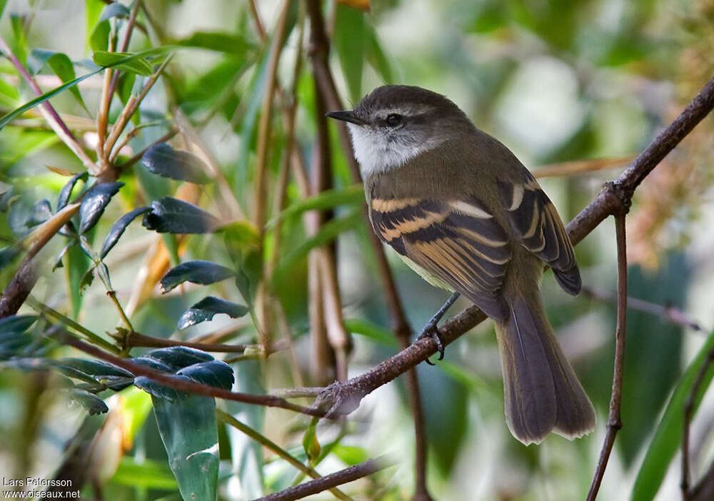 White-throated Tyrannuletadult