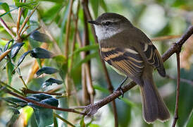 White-throated Tyrannulet