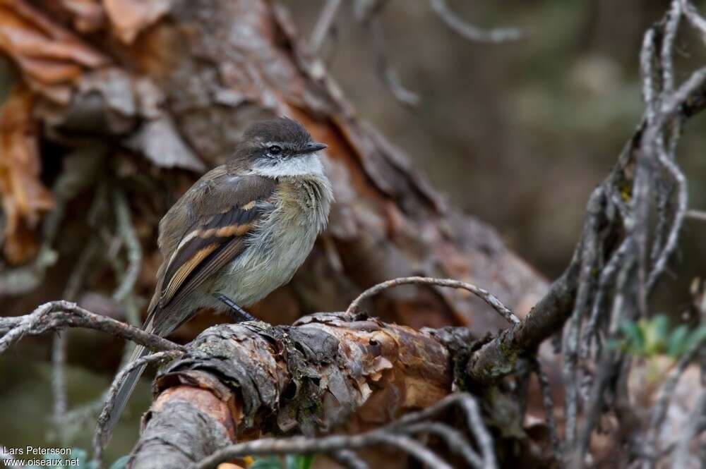 White-throated Tyrannuletadult, identification