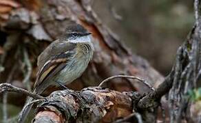 White-throated Tyrannulet