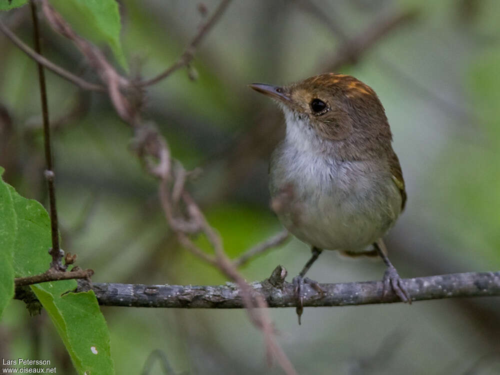 Fulvous-crowned Scrub Tyrantadult, aspect