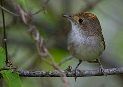 Fulvous-crowned Scrub Tyrant