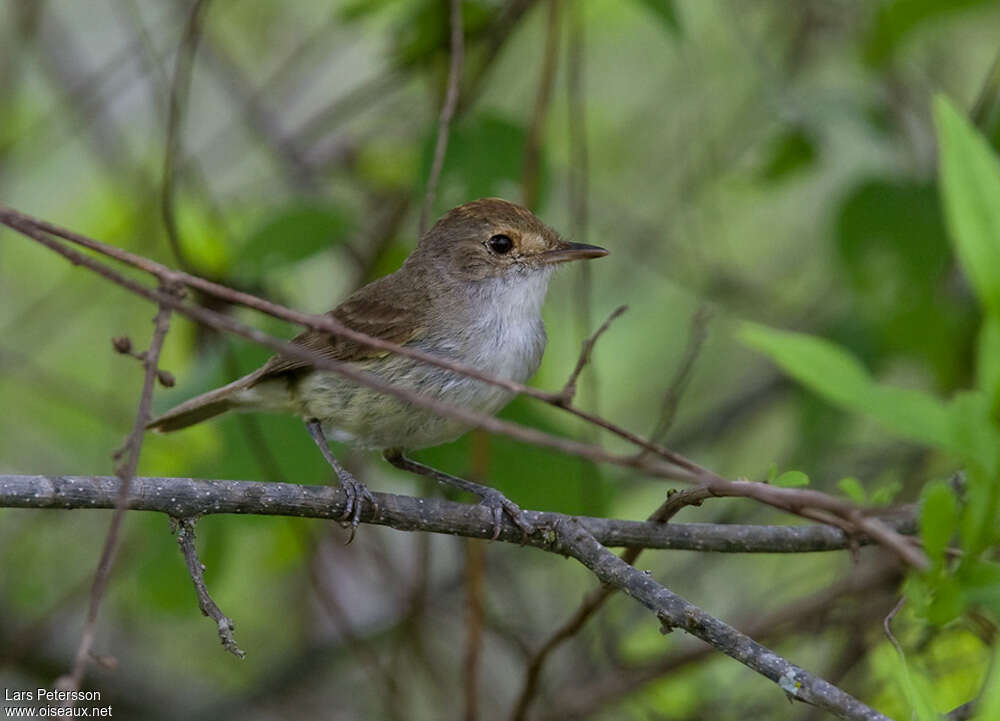 Tawny-crowned Pygmy Tyrantadult, identification