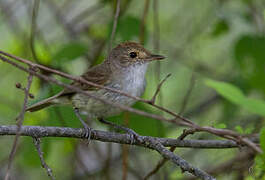 Fulvous-crowned Scrub Tyrant