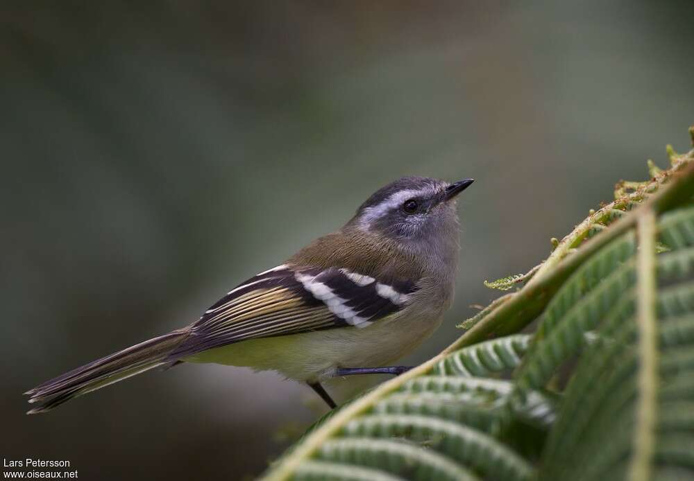 Tyranneau à sourcils blancsadulte, identification