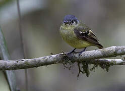 Ashy-headed Tyrannulet