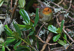 Rufous-headed Pygmy Tyrant