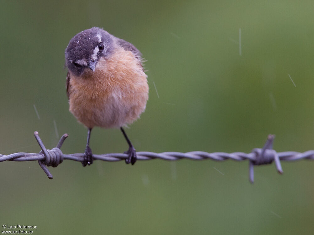 Grey-backed Tachuri