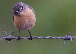 Grey-backed Tachuri