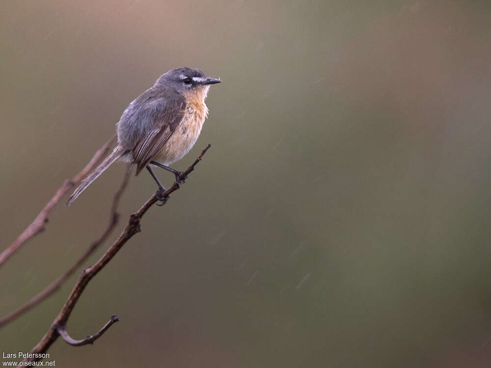 Grey-backed Tachuriadult, identification