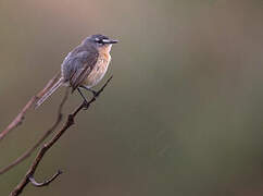 Grey-backed Tachuri