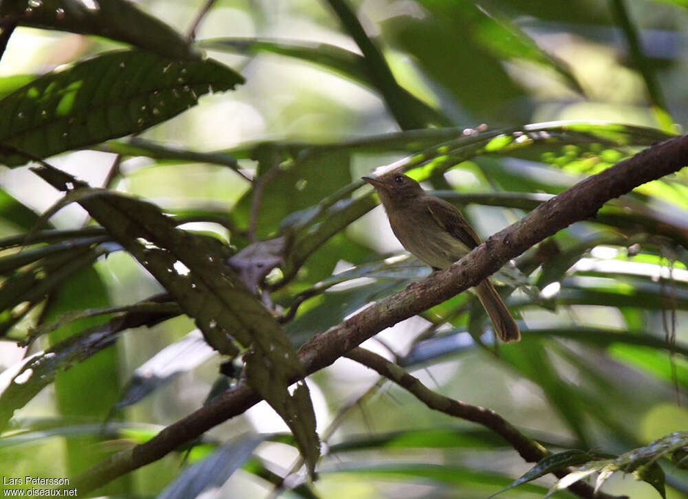 Tyranneau brun habitat, pigmentation
