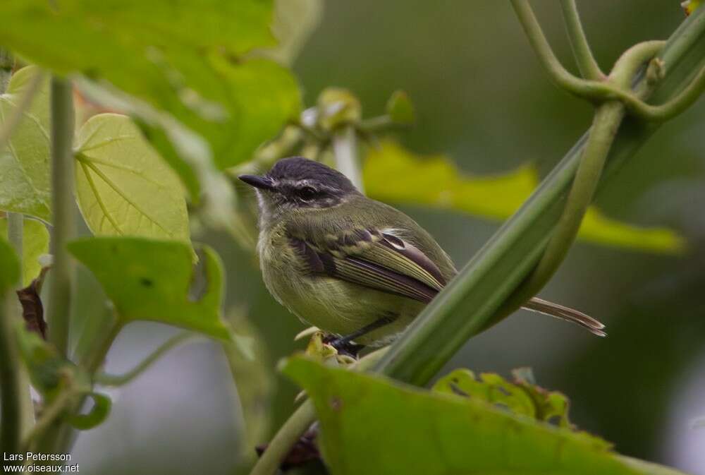 Tyranneau d'Équateuradulte, identification