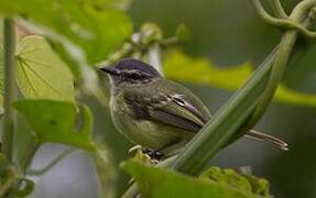 Ecuadorian Tyrannulet