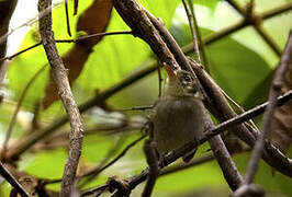 Oustalet's Tyrannulet