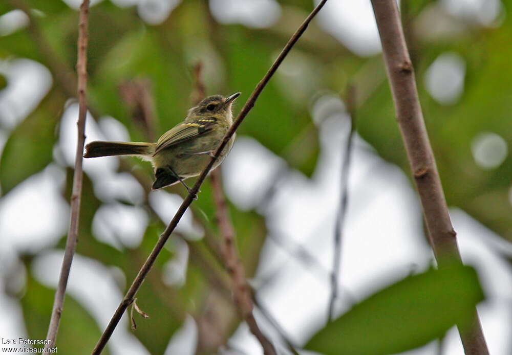 Bahia Tyrannuletadult