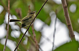 Bahia Tyrannulet