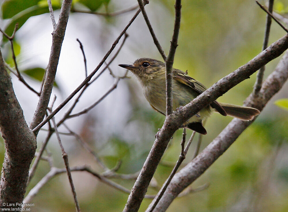 Bahia Tyrannulet