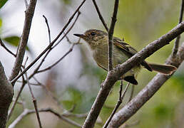 Bahia Tyrannulet