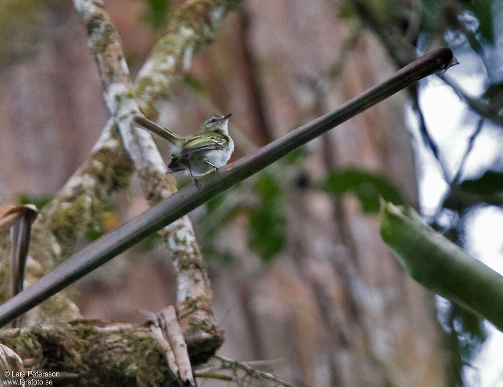 Alagoas Tyrannulet