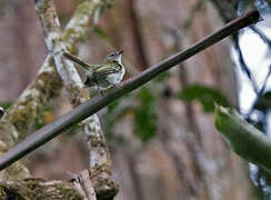 Alagoas Tyrannulet