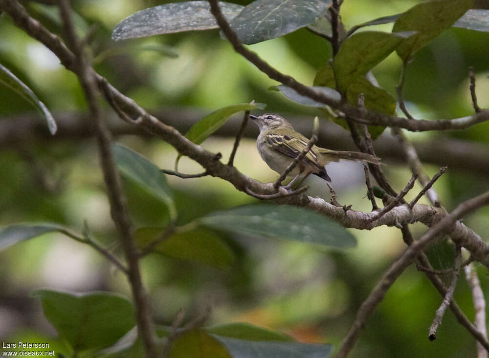 Alagoas Tyrannuletadult, identification