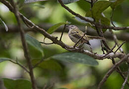 Alagoas Tyrannulet