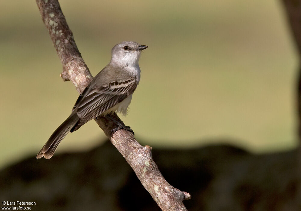 Tyranneau de Chapada