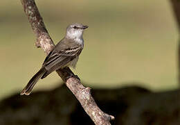 Chapada Flycatcher