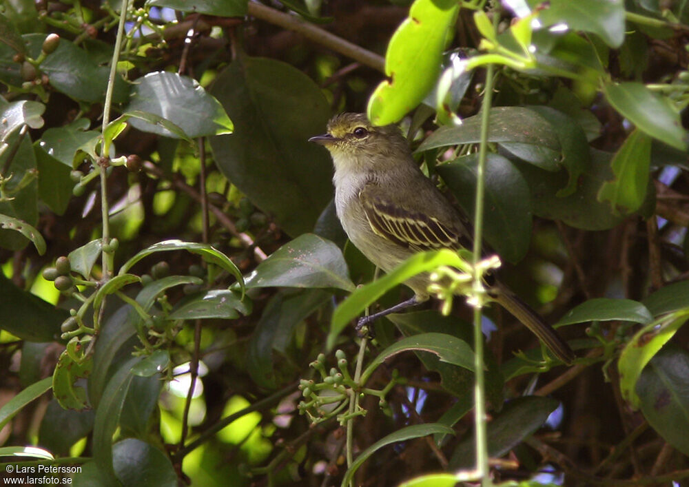 Coopmans's Tyrannulet