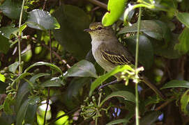 Coopmans's Tyrannulet