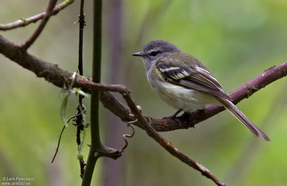 Sclater's Tyrannulet