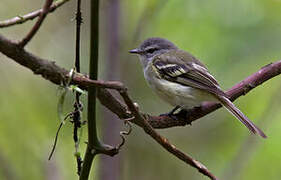 Sclater's Tyrannulet