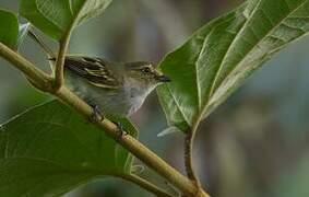 Tyranneau du Chocó