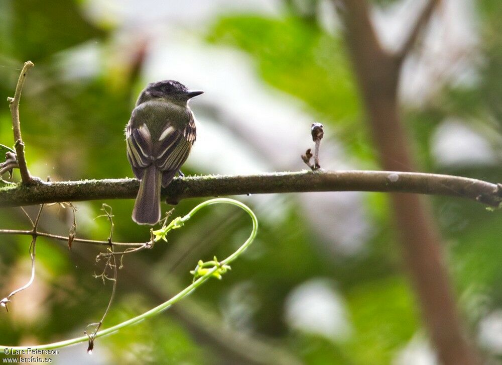 Marble-faced Bristle Tyrant