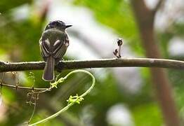 Marble-faced Bristle Tyrant