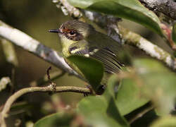 Rufous-lored Tyrannulet