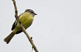 Sooty-headed Tyrannulet