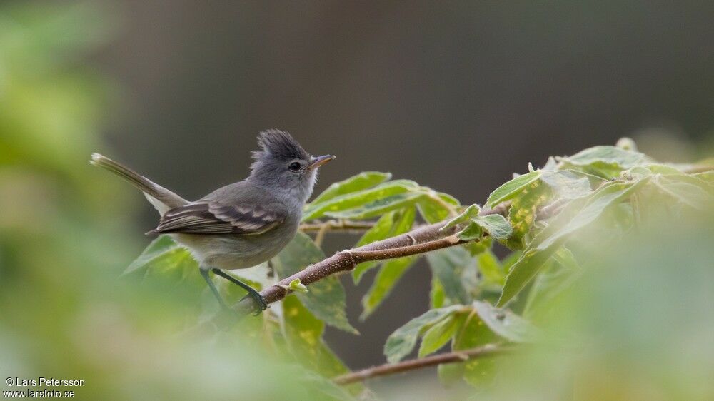 Southern Beardless Tyrannulet