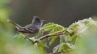 Southern Beardless Tyrannulet