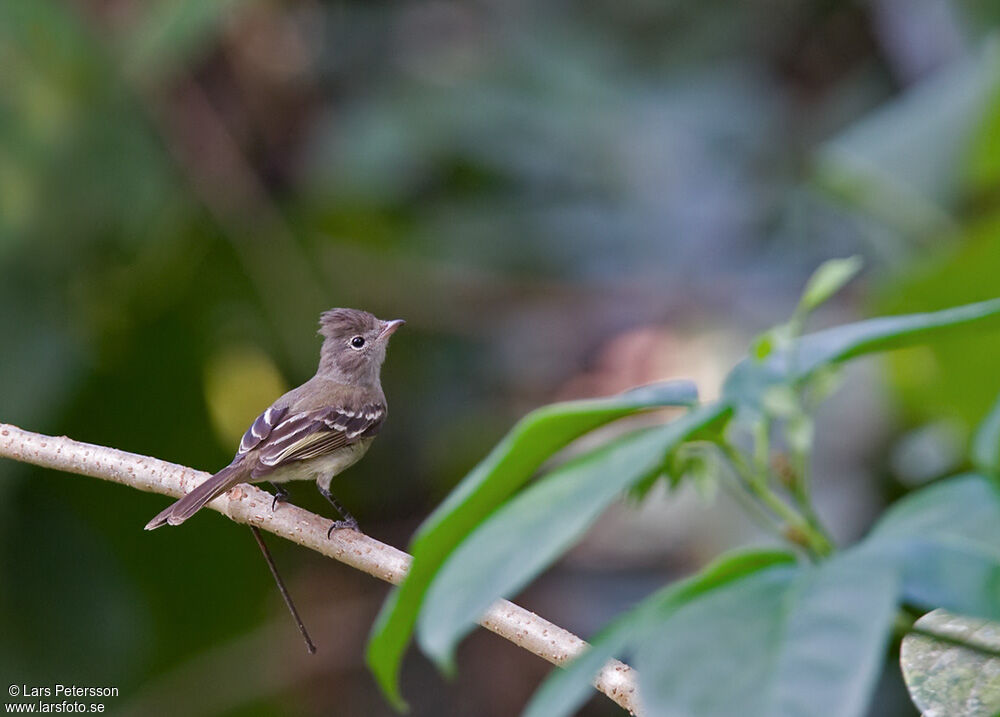 Tyranneau passegris