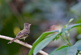 Southern Beardless Tyrannulet